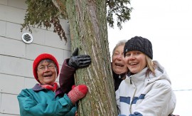 Soili Mäenpää, Marja Silfverberg-Havanka ja Katriina Mikola saavat kunnalta rauhoituskyltin, joka pitää pystyttää pilarikatajan juureen.