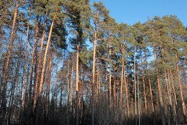 Asutuksen lähellä metsäsuunnitelmasta voidaan tehdä myös puistomainen.