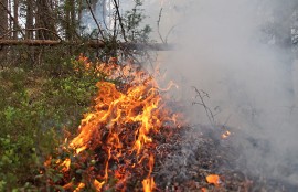 Aluskasvillisuus syttyi palamaan rutikuivassa metsässä. Kuva: Simo Päivärinta