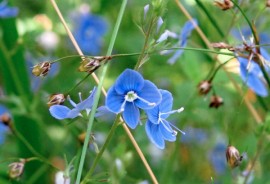 Nurmitädykkeen kukassa on neljä sinistä terälehteä ja voimakkaat valkoiset heteet. Kuva: Kiti Salonen.