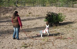 Bullterrieri Halla jätti omistajansa Mandi Blomqvistin luottavaiseksi. –Halla haukkui ja ilmoitti karhusta, mutta ei mennyt siihen kiinni. Muuten kävisikin huonosti. Kuva: Maija Paloposki
