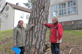 Yläneen kotiseutuyhdistyksen Arimo Helmisaari ja Tapio Rastas Luontokapinetin mäen petäjän juurella.