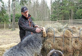 Heikki Mäkisellä on kokemusta monenlaisesta yrittämisestä, muun muassa juristina ja lampurina. 