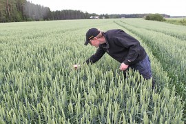 Petri Matintalo tarkastelee Magnifik-syysvehnää. Syysviljat ovat pärjänneet kesän sadesäissä selvästi paremmin kuin useimmat kevätkylvöiset viljat.