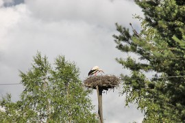 Kattohaikaroiden pesiytyminen Koskelle kiinnostaa kansaa. Kuva: Nelly Rauhala.