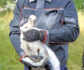 Kattohaikaran poikaset suhtautuivat melko rauhallisesti tiistaina suoritettuun rengastukseen.