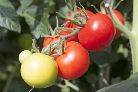 Harjutarhoilta myyntiin lähtevät vain kypsät tomaatit. Kuva: Marika Koliseva