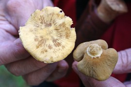 Mellilän sieniretken oppaana toiminut Karoliina Kirvelä tunnisti ihmetystä herättäneet sienet ryhäkkäiksi. Kuva: Maija Paloposki