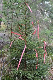 Nauhoin merkitty joulupuu odottaa löytäjäänsä Auranmaan metsissä. Kuva: Veikko Kursi