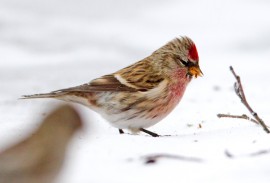 Näkyykö urpiaisia ensi viikonloppuna – ja kuinka paljon? Pihabongaustapahtuma kerää tietoja lintulajeista ja -määristä. Kuva: BirdLife/Ari Nordström