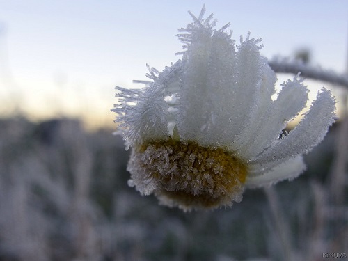Herkät hiutaleet koristavat jäätyneen kukan. Kirsi Vuorion pakkaskuva.