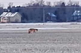 Yksinäinen susi jolkutteli Auvaisissa pellolla lauantaina aamupäivällä. Kuva: Matti Nurmi