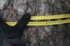Rauhoitetun kilpikaarnamännyn rungon ympärys on 1,3 metrin korkeudella noin 205 senttiä.