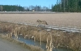 Antti Pitkäniemi kuvailee kuvaamaansa sutta isoksi möllikäksi.