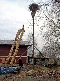 Kattohaikaroiden kelpaa tulla takaisin Koskelle: haikaranpesäkin odottelee kunnostettuna.