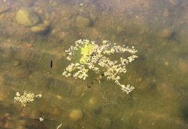 Myllylähteen rannat ovat rehevöityneet, veden pinta on matalla ja laadultaan heikentyneessä vedessä on jo melkoisesti levää.