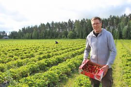 Antti Keskitalo näyttää, että vielä riittää poimittavaa, vaikka mansikan pääsatokausi onkin jo takana.