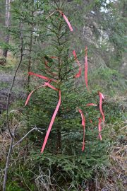 Viime vuonna Mhy Auranmaan kätkemä kuusi näytti tältä. Myös tänä vuonna kätketyn kuusen tunnistaa punaisista nauhoista. Kuva: AVL:n arkisto