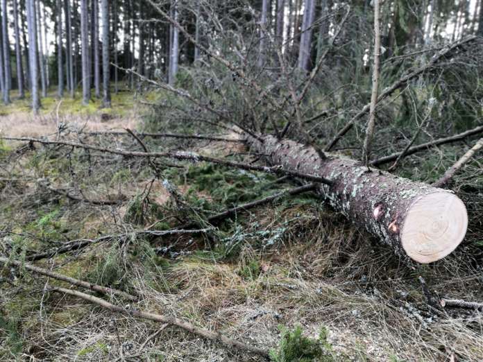 Myrsky katkoi puita myös teiden päälle. Tarvasjoella siivottiin sunnuntaiaamulla Virolantieltä kaatunut kuusi.
