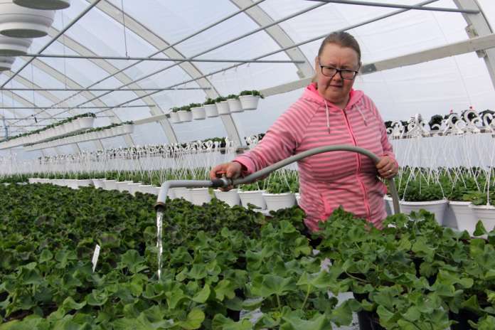 Katja Hirvensalon kevättalvi, kevät ja alkukesä menee kasvihuoneilla kesäkukkien taimia hoitaessa. Talven jälkeen kasvihuoneille on Hirvensalon mukaan aina mukava palata.
