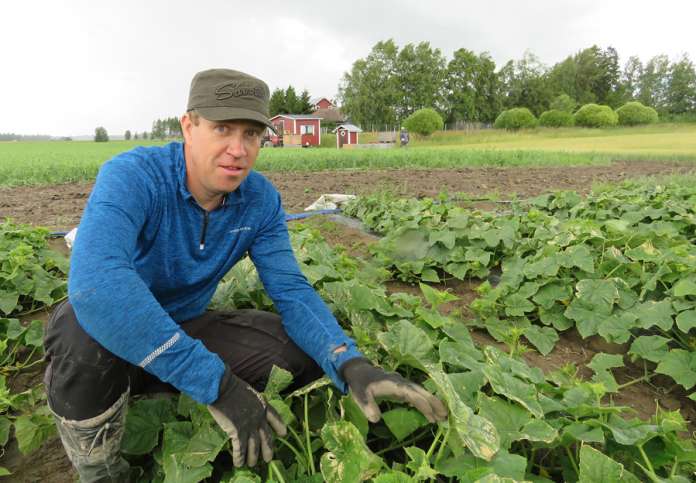 Suurin osa Marko Rämön avomaankurkuista menee säilykkeeksi, mutta osa päätyy myös tuoreena lähialueen kauppojen hyllyille.