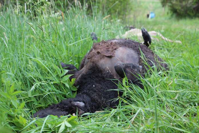 Kesän kolmas susivahinko Auranmaalla sattui viikonloppuna Pöytyän Pihlavalla, kun sudet tappoivat kahdeksan lammasta. Kuvan lampaan sudet tappoivat alkukesästä Tarvasjoella.