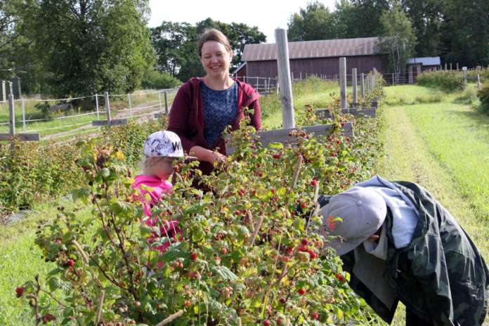 Luomuvadelma on uusi tuote Nummilat Agri Oy:lle. Ulla Nummila kertoo vadelman olevan vaikea viljeltävä. Petra ja Ossi Nummilalle vadelmat maistuvat.