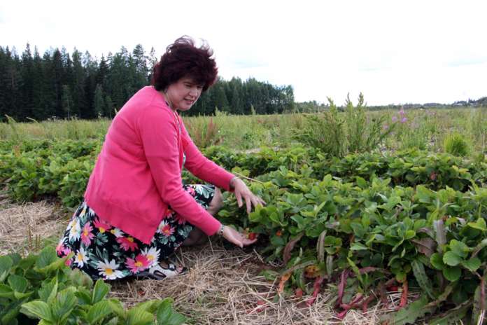 Marianne Raikon mukaan Raikon marjatilalla kesä elettiin päivä kerrallaan. Työvoimaa tilalla oli normaalia vähemmän ja kesän kelit olivat mansikanviljelijälle haastavat.