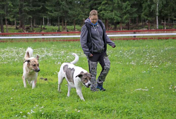 Hugo ja Helga lensivät pentuina Suomeen Johanna Kreivilän perheenjäseniksi. Laumanvartijakoiria ei paijata piloille, sillä niiden luonteessa täytyy säilyä tietty särmä.(Kuva: Katriina Reijonen)