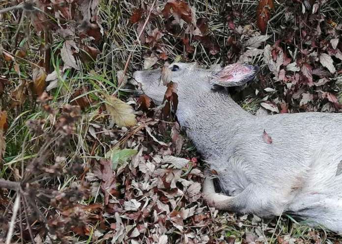 Tämä valkohäntäpeura koki karun kohtalon Marttilassa Kymppitiellä 6. lokakuuta sattuneessa kolarissa. Kuva: Simo Päivärinta