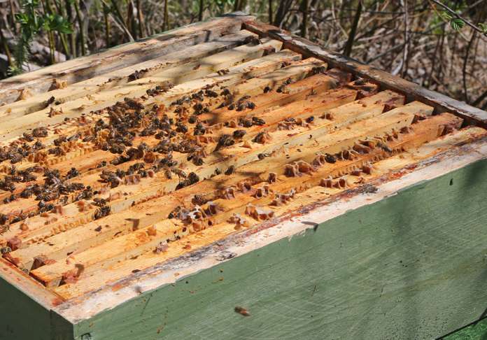 Marttilassa on vieraillut toukokuun puolivälin jälkeen mehiläispesävaras. (Kuvan pesä ja mehiläiset eivät liity tapaukseen.) Kuva: AVL:n arkisto / Jari Malm