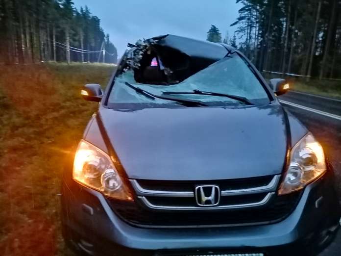 Kaksi henkilöautoa törmäsi samaan peuraan Tarvasjoen Tyllillä torstai-illalla. Toisen auton kuljettaja loukkaantui ja molemmat autot vaurioituivat pahoin. Kuva: Simo Päivärinta.