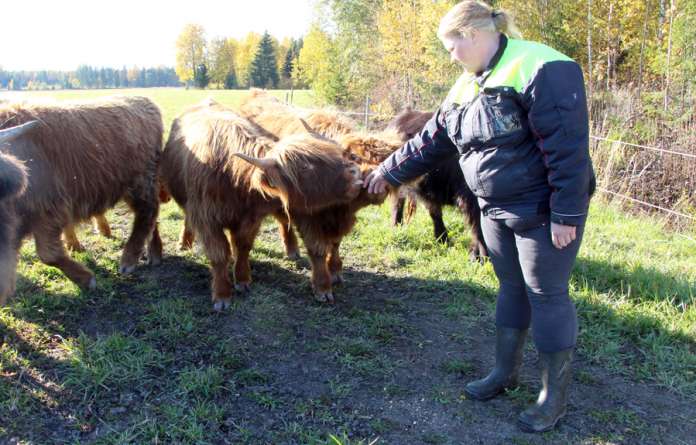 Annamaija Hakolan mukaan highland on helppo käsitellä, kun se on totutettu ihmisen läsnäoloon. (Kuva: Asko Virtanen)