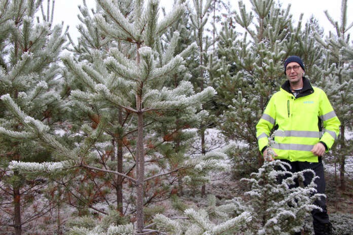 Seppo Anttila palkittiin hyvän tyypin stipendillä. Metsä ilahduttaa metsämiestä, kaikkien ihmisten metsänhoitoon kohdistuvat asenteet eivät niinkään.