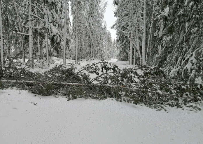 Puu kaatui lauantaina aamupäivällä Koskella Myllykyläntielle ja katkaisi ajotien. Kuva: Simo Päivärinta.