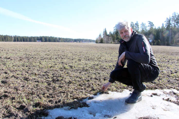 Koskelainen kasvinviljelytilan isäntä Kari Mutkala katsoo oraita huolestuneena. Osa näyttää talvehtineen ihan hyvin, osa huonommin. (Kuva: Asko Virtanen)