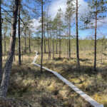 Muun muassa reitistön kyltitys ja pitkospuut vaativat jatkuvaa kunnossapitoa. (Kuva: AVL arkisto/Tuomas Honkasalo)