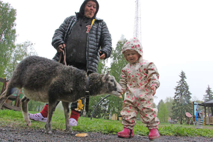 Virpi Ronkainen pitää kiinni talutushihnasta, kun halikaritsa Juhana ottaa herkkupalan Emilia Pohjolalta.
