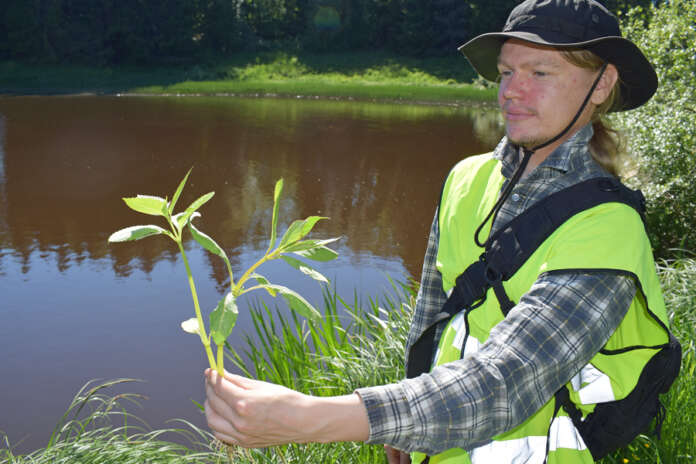 Luontoneuvoja Ville Autio puuhastelee jo toista kesää jättipalsamin tuhotöissä. –Tätä on tässä vaiheessa kasvukautta helppo tuhota. Repäisee vaan juurineen maasta, taittaa ja heittää pois. Kuva: Tuomas Honkasalo