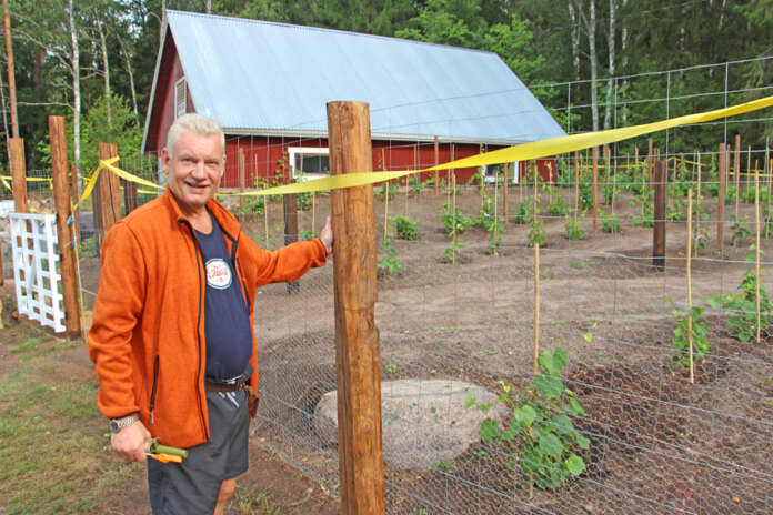 Esa Tervo esittelee vastarakennettua riista-aitaa, jonka takana kasvaa PIWI-lajikkeisiin kuuluvien viiniköynnösten taimia.