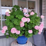 05KASpelargoniaRV