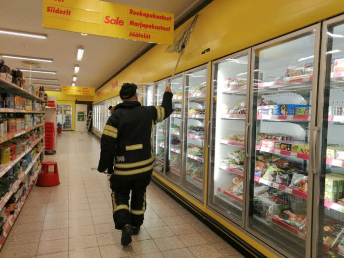 Pikkulintu joutui pulaan harhauduttuaan asiakkaan vanavedessä Kyrön Saleen. Pelastajilleen sinnikäs siivekäs ei helpolla antautunut. Kuva: Simo Päivärinta.
