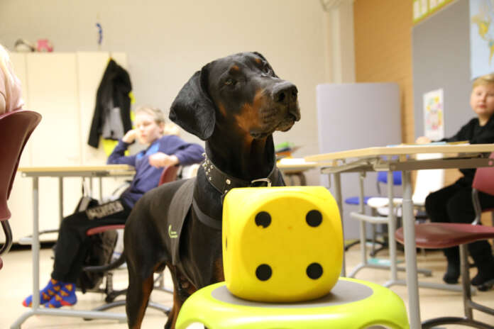 Pyro on Suomen ainut kasvatus- ja kuntoutustyön näytön suorittanut dobermanni. Se on myös ensimmäinen Auran yhtenäiskoulussa työskennyt kasvatus- ja kuntoutuskoira.