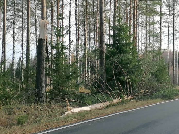 Koskella Hongistontielle kaatunut puu saatiin siivottua ajoradalta kansalaisten ja VPK:n voimin. Kuva: Simo Päivärinta.