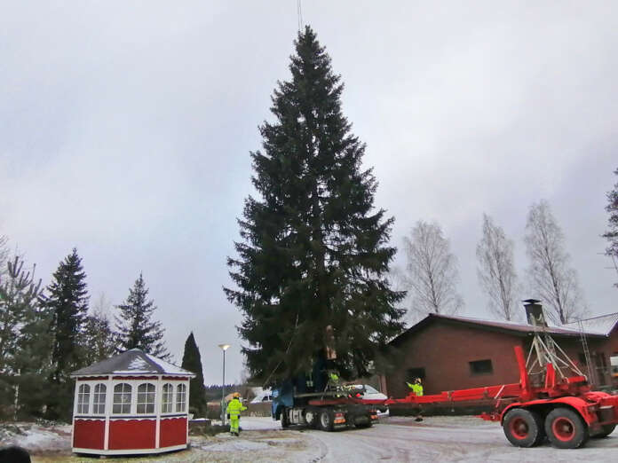Tuomiokirkon joulukuuseksi valitulla puulla on korkeutta 23 metriä ja painoa 3 400 kiloa. Kuva: Simo Päivärinta.