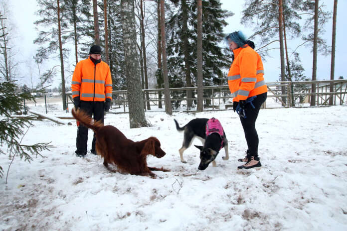 Hannu Harju ja Katri Koskinen totesivat viime viikolla koiriensa Rafan ja Aryan kanssa, että vielä kannattaa malttaa mielensä, ennen kuin lähtee Auran koirapuistoon temmeltämään. Valmiiksi koirapuiston pitäisi tulla vuodenvaihteeseen mennessä.