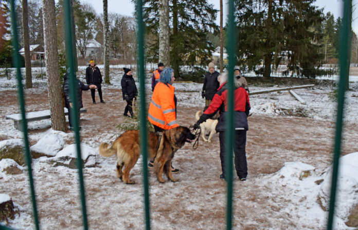 Auran uudistuneen ja laajentuneen koirapuiston tukevat aidat ja toimiva portti saavat kiitosta. Kuva: Tuomas Honkasalo