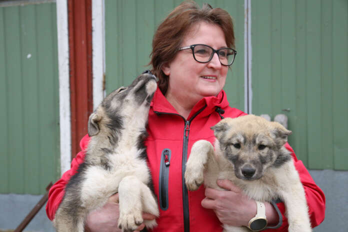 Pitkän kasvattajauran tehnyt Liisa-Marja Lentonen pitää monen muun kasvattajan ja koiraihmisen tavoin Ruokaviraston koirarekisteriä hätiköitynä ja hyödyttömänä. Lentosen Friendly Face -kennel kasvattaa länsisiperianlaikojen lisäksi amerikan akitoja.