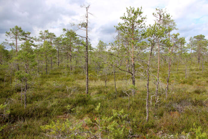 Aurinkovoimalakäyttöön kaavailtu Säärensuon–Linturahkan–Ympyrkämäenrahkan alue on reilut kuusi kilometriä Kosken keskustasta pohjoiseen.