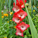 01kasviGladiolusRS